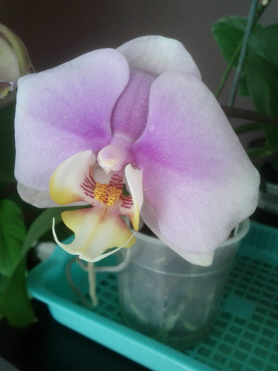 13.08.11 - Phalaenopsis