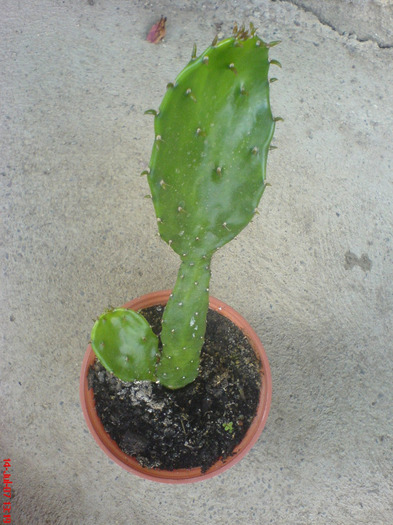 DSC00437 - Cactus