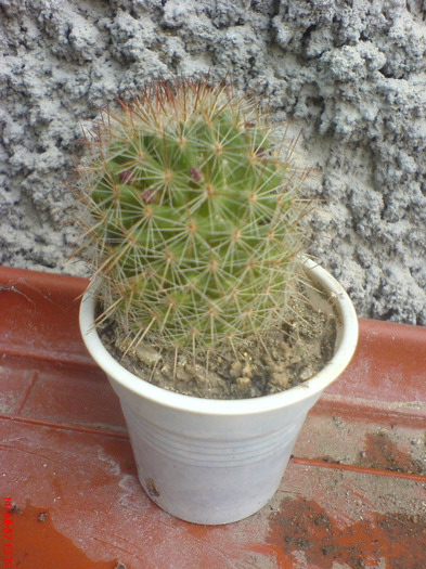 DSC00442 - Cactus