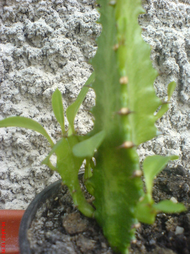 DSC00451 - Cactus