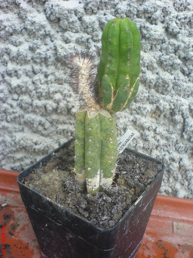 DSC00454 - Cactus