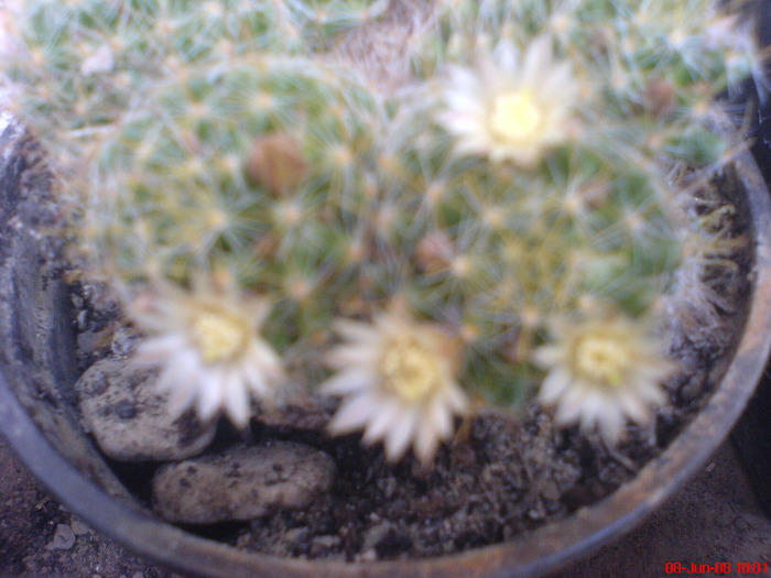 DSC01446 - Cactus