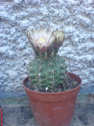 DSC01483 - Cactus