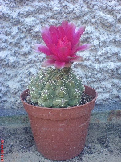DSC01484 - Cactus
