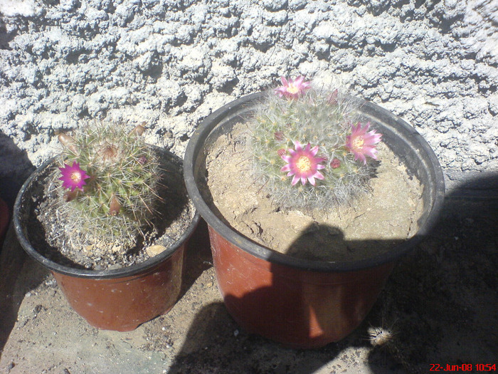 DSC01487 - Cactus