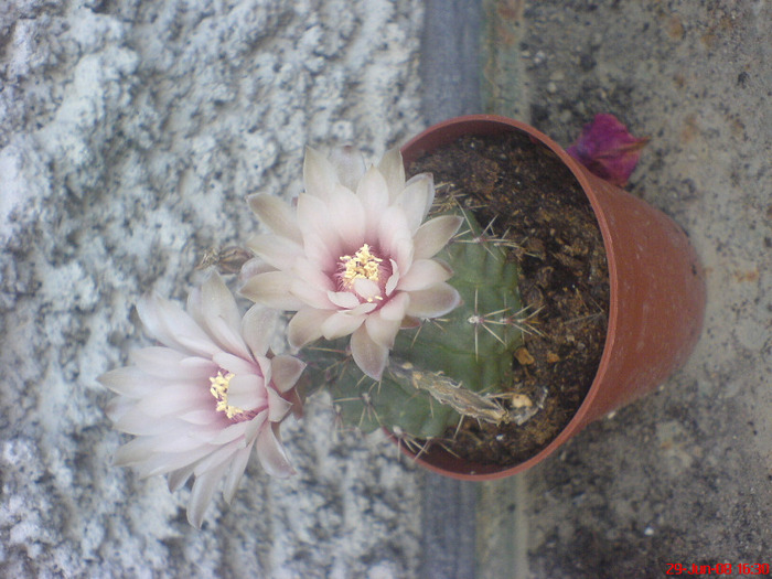 DSC01502 - Cactus