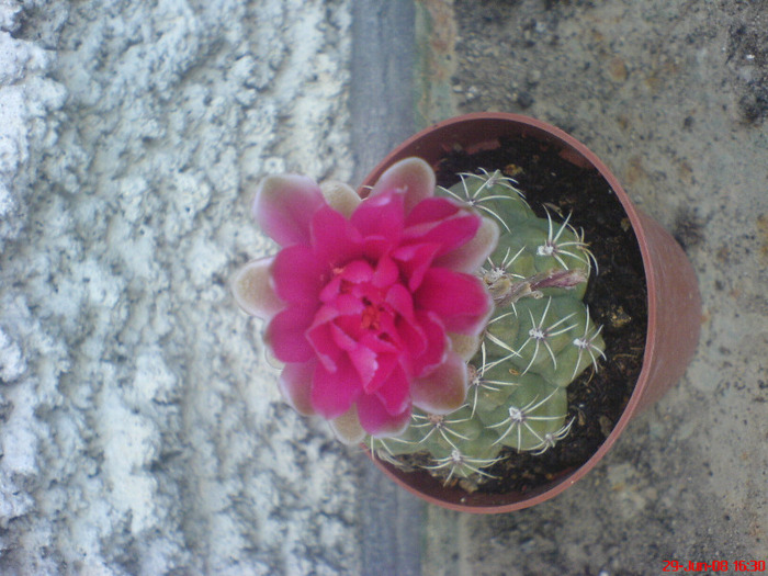 DSC01503 - Cactus