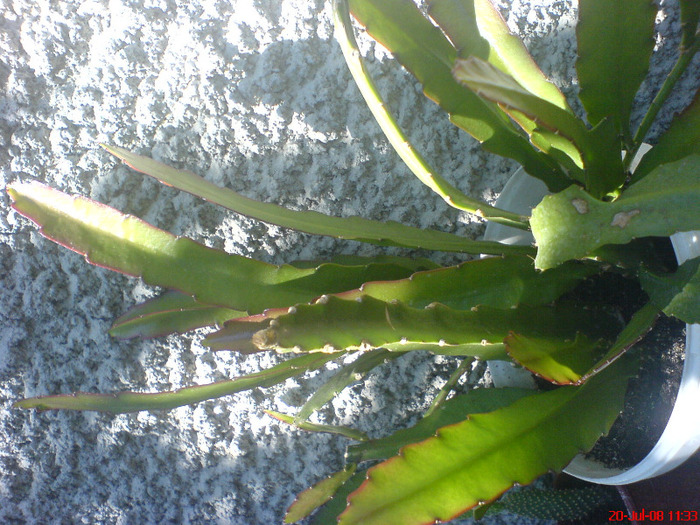 DSC01526 - Cactus