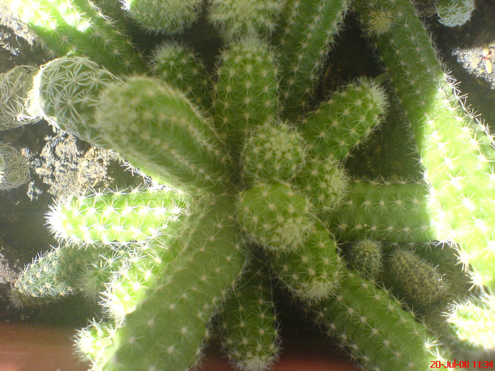 DSC01528 - Cactus