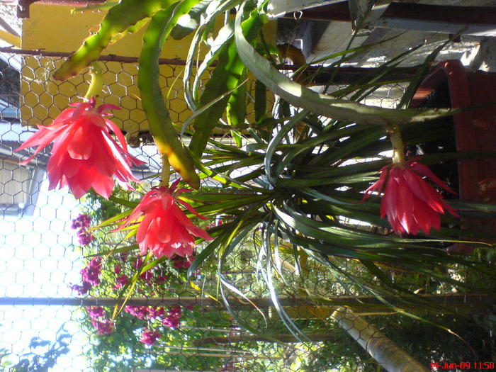 DSC01933 - Cactus