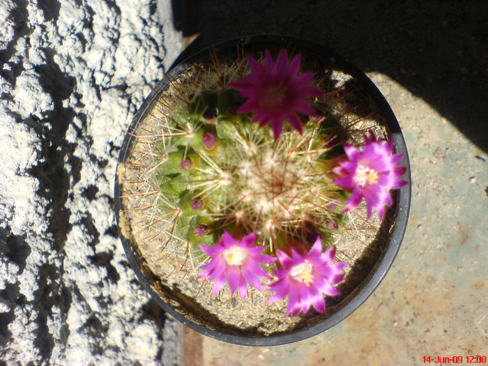 DSC01938 - Cactus