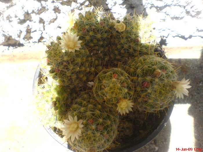 DSC01942 - Cactus