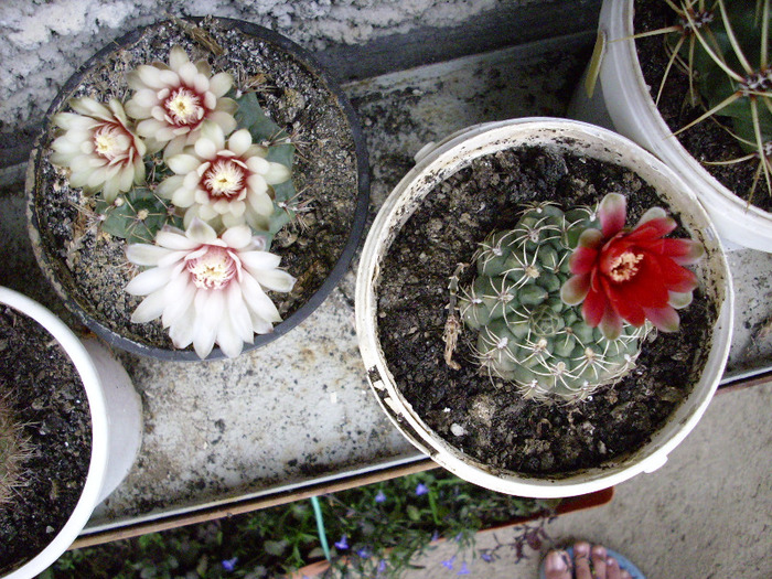 IMG_0036 - Cactus