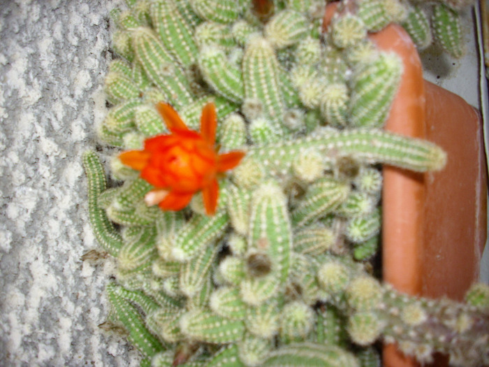 IMG_0815 - Cactus