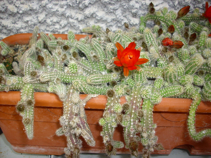 IMG_0816 - Cactus