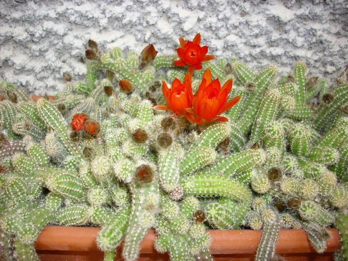 IMG_0817 - Cactus