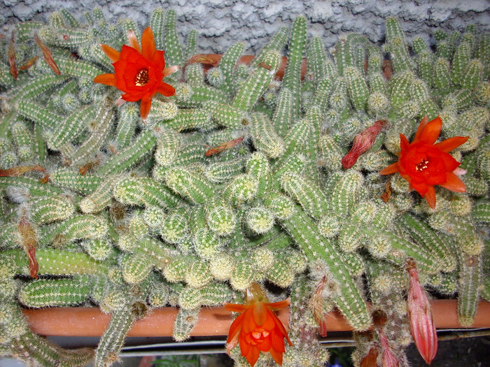 IMG_1159 - Cactus
