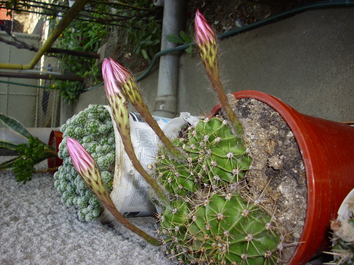 IMG_1160 - Cactus