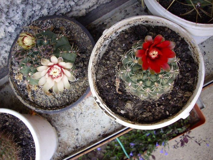 IMG_1240 - Cactus