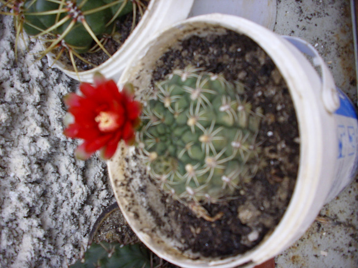 IMG_1241 - Cactus