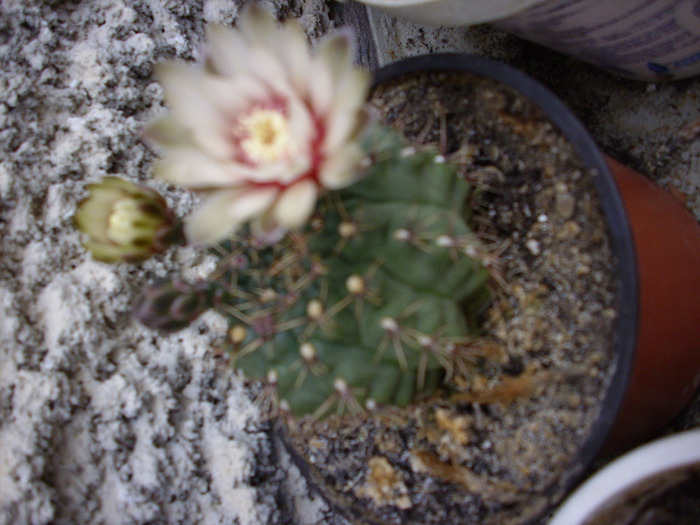 IMG_1242 - Cactus