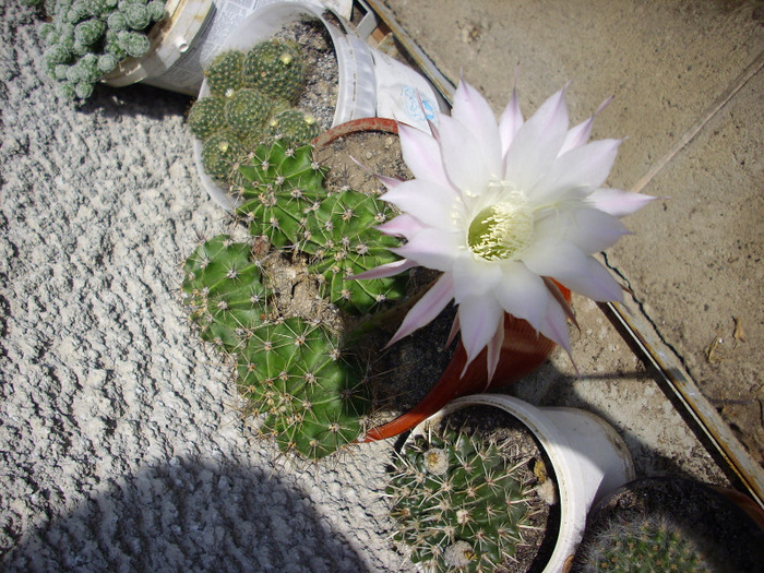 IMG_0058 - Cactus