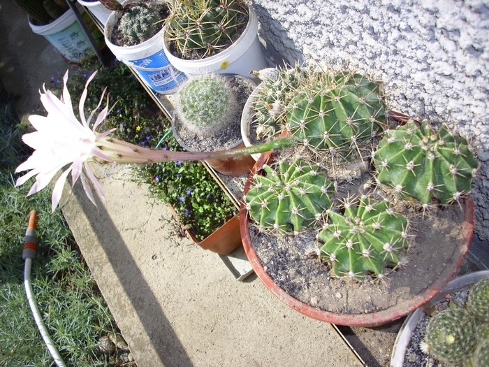 IMG_0060 - Cactus