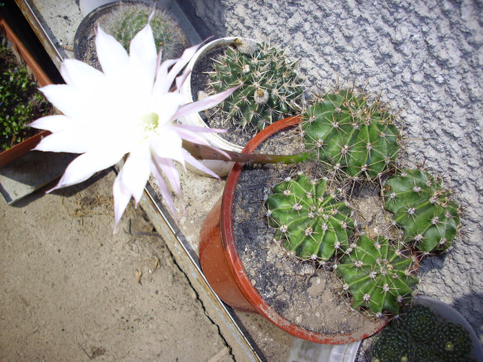 IMG_0061 - Cactus