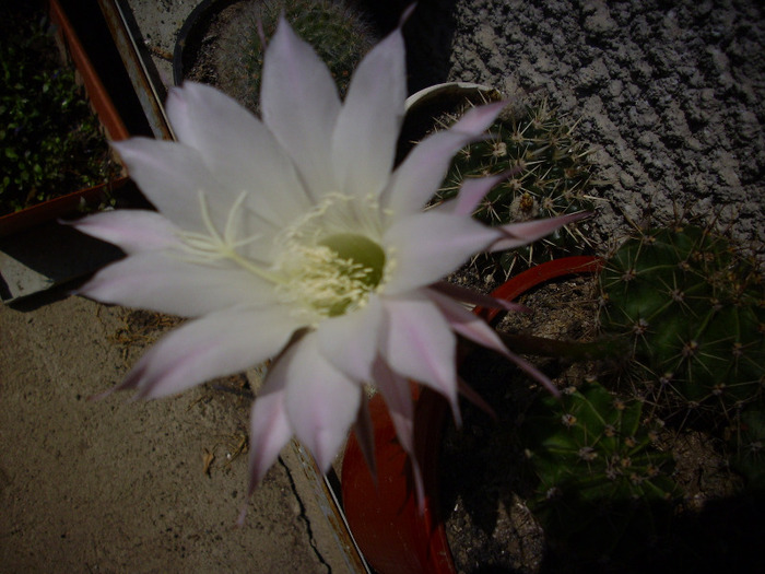 IMG_0062 - Cactus