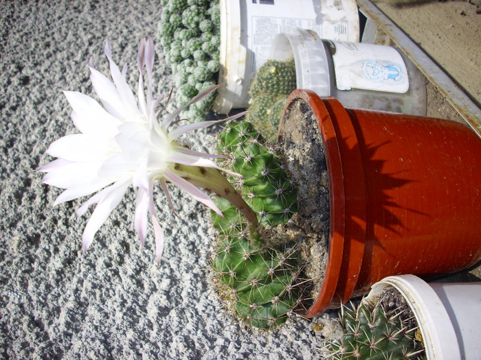 IMG_0063 - Cactus