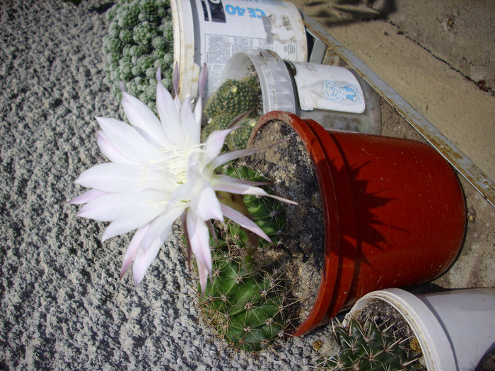IMG_0064 - Cactus