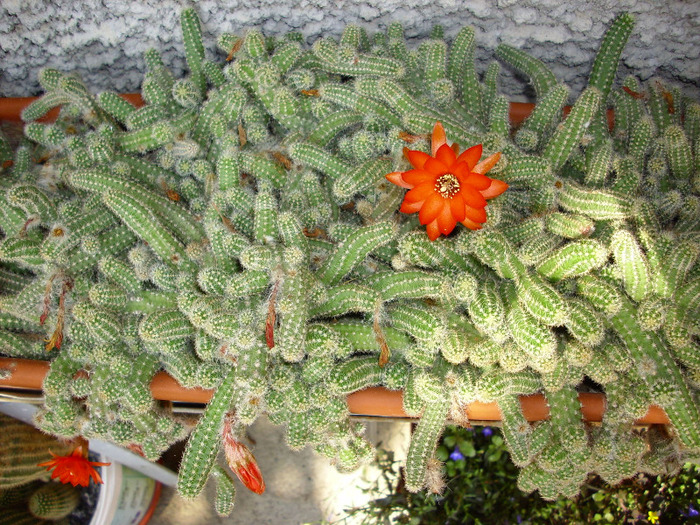 IMG_0065 - Cactus