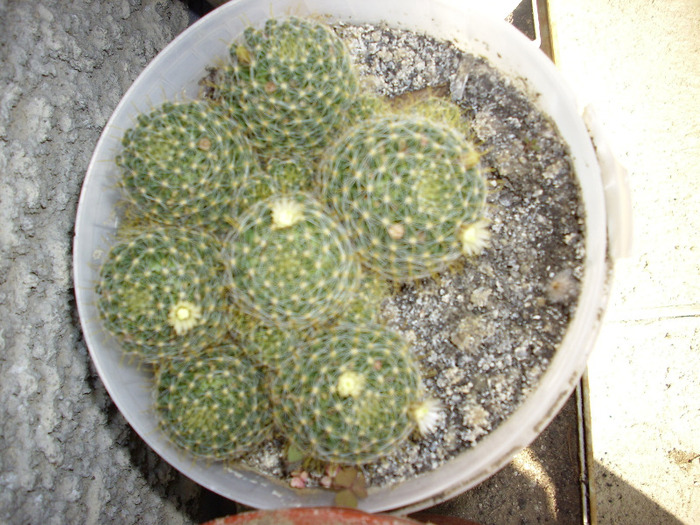 IMG_0066 - Cactus