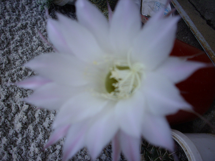 IMG_0086 - Cactus