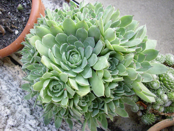 IMG_0104 - Cactus