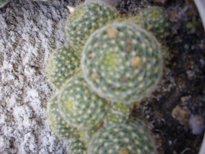 IMG_0110 - Cactus