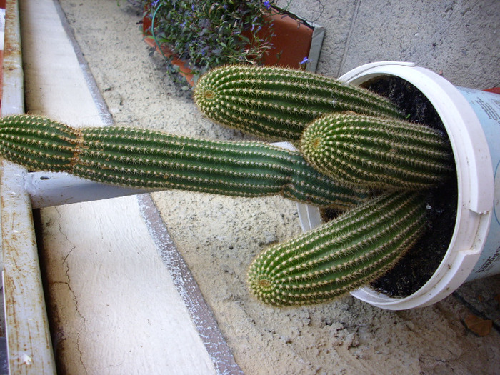 IMG_0115 - Cactus