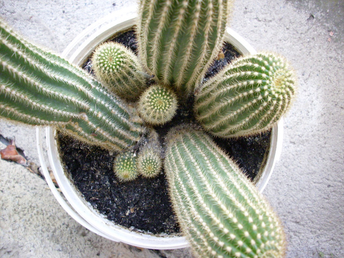 IMG_0116 - Cactus