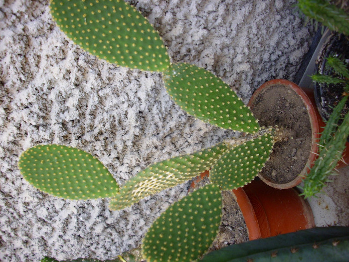 IMG_0119 - Cactus