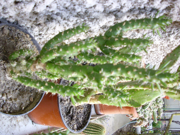 IMG_0118 - Cactus