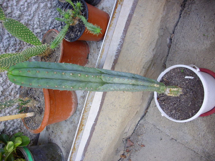 IMG_0120 - Cactus