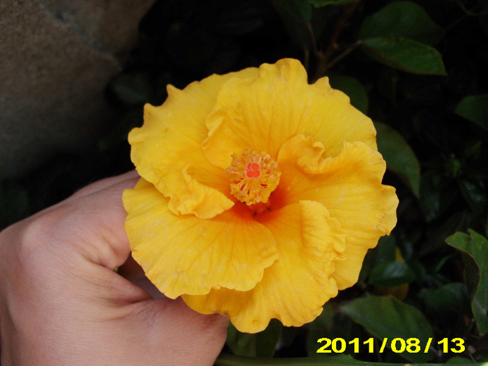 Picture 002 - hibiscus