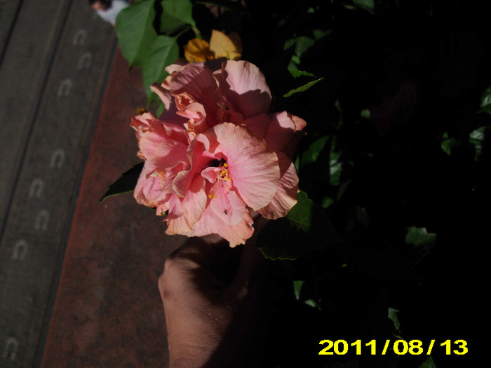 Picture 004 - hibiscus