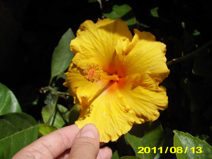 Picture 026 - hibiscus