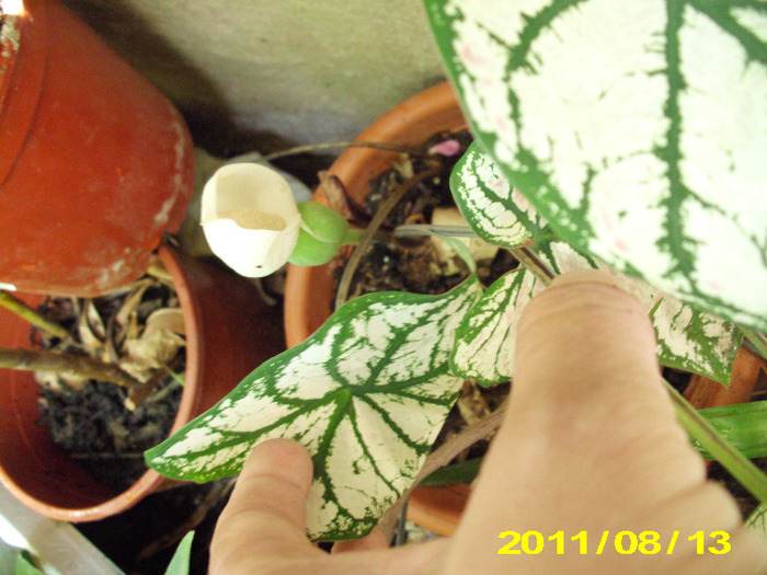 floare de caladium - flori