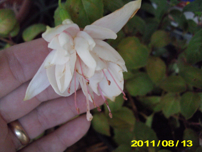 Picture 027 - flori