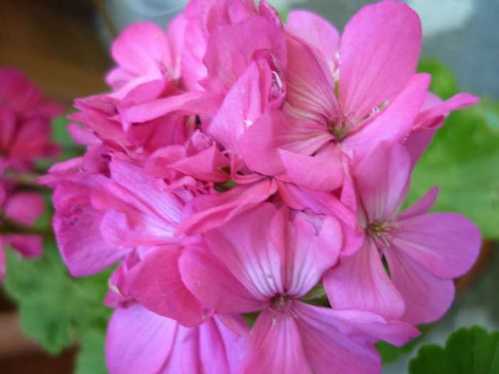 ciclam - Muscata - Pelargonium