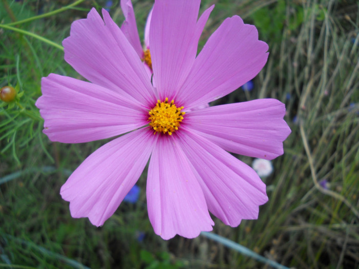cosmos - A12vara2011
