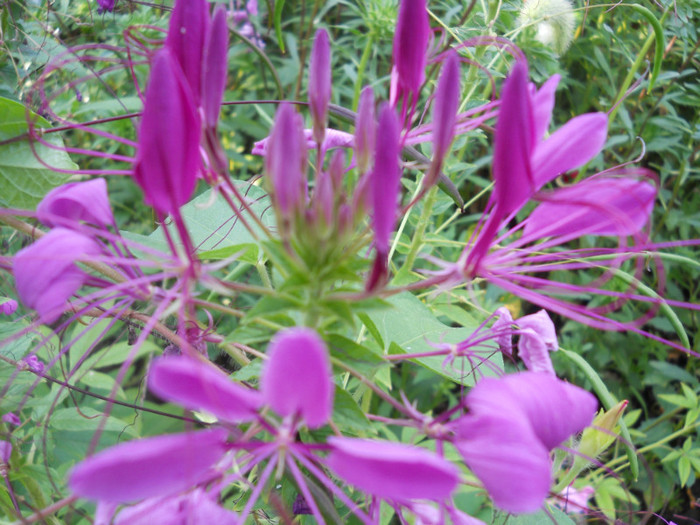 cleome - A12vara2011