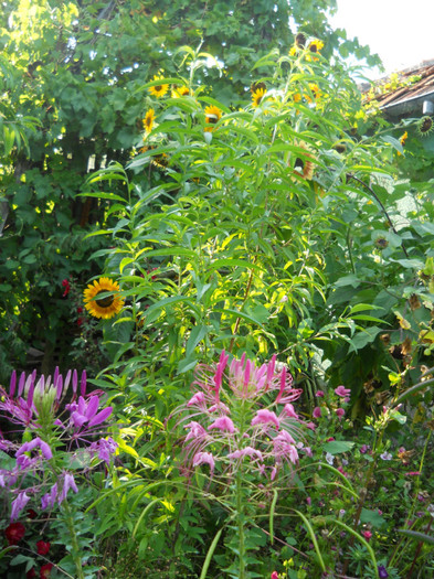 cleome - A12vara2011